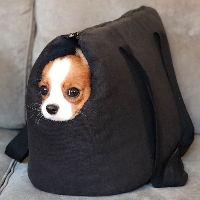 Tiniest-Cavalier-Puppy-Nessa