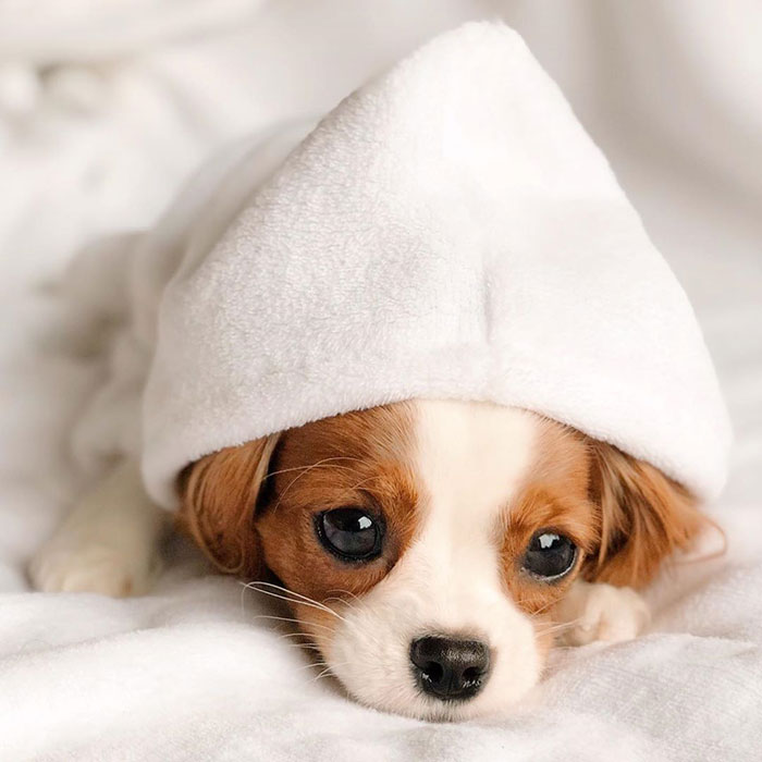 Tiniest-Cavalier-Puppy-Nessa