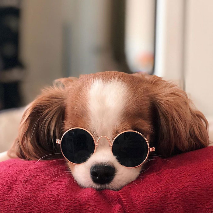 Tiniest-Cavalier-Puppy-Nessa