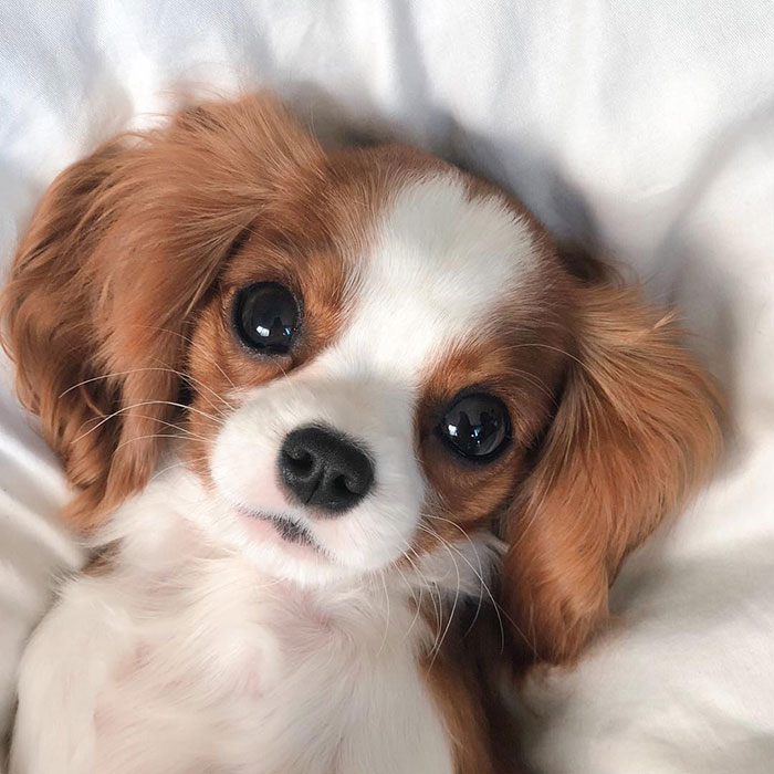 Tiniest-Cavalier-Puppy-Nessa