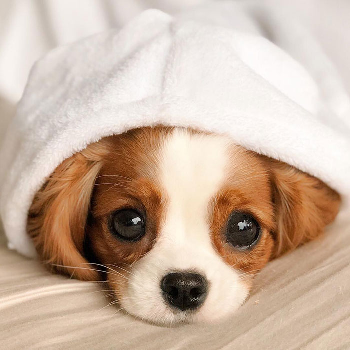 Tiniest-Cavalier-Puppy-Nessa