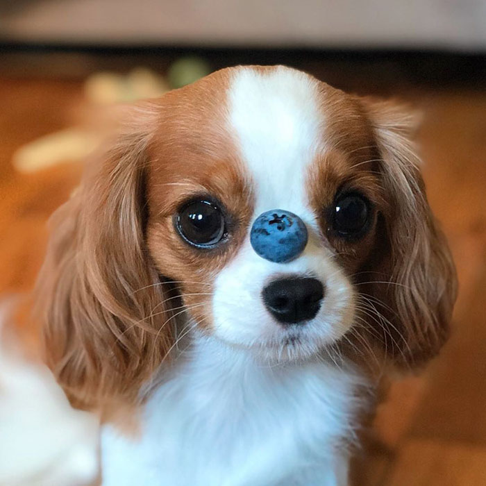 Tiniest-Cavalier-Puppy-Nessa