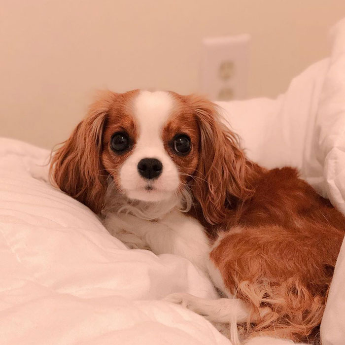 Tiniest-Cavalier-Puppy-Nessa