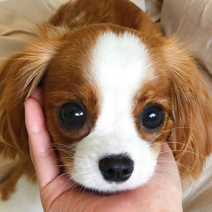 Tiniest-Cavalier-Puppy-Nessa