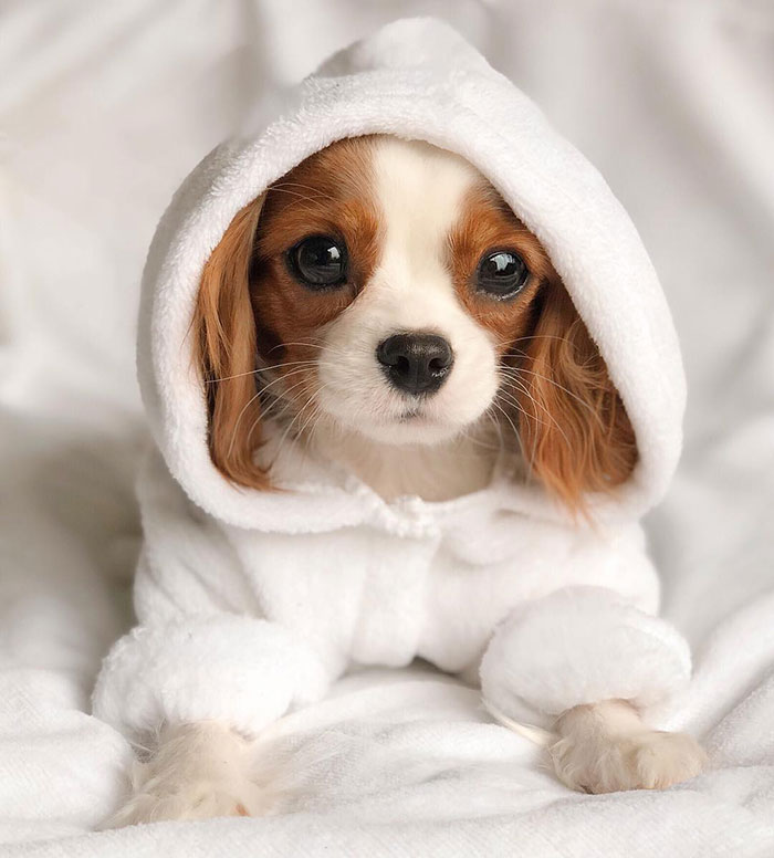 Tiniest-Cavalier-Puppy-Nessa