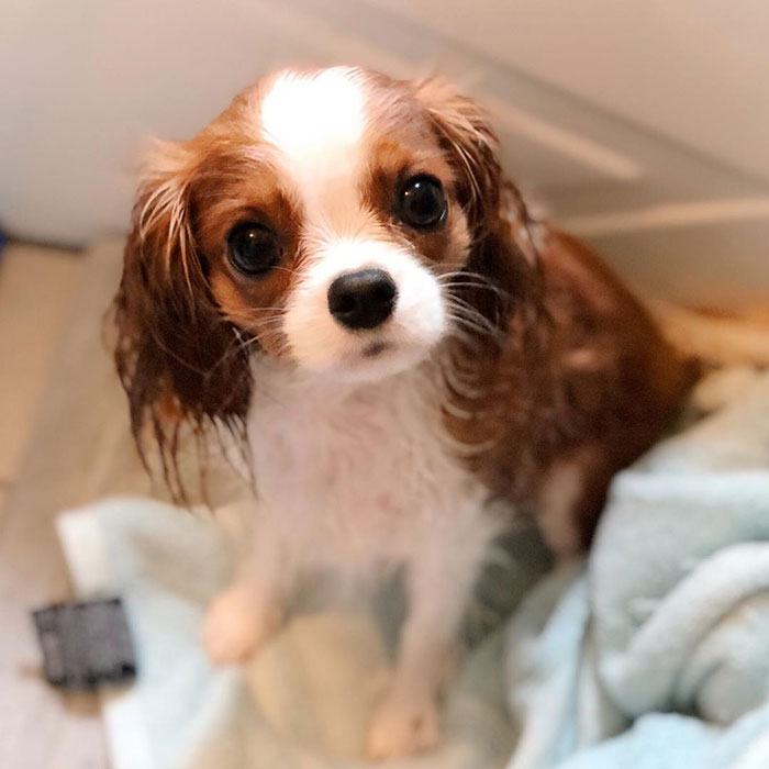 Tiniest-Cavalier-Puppy-Nessa