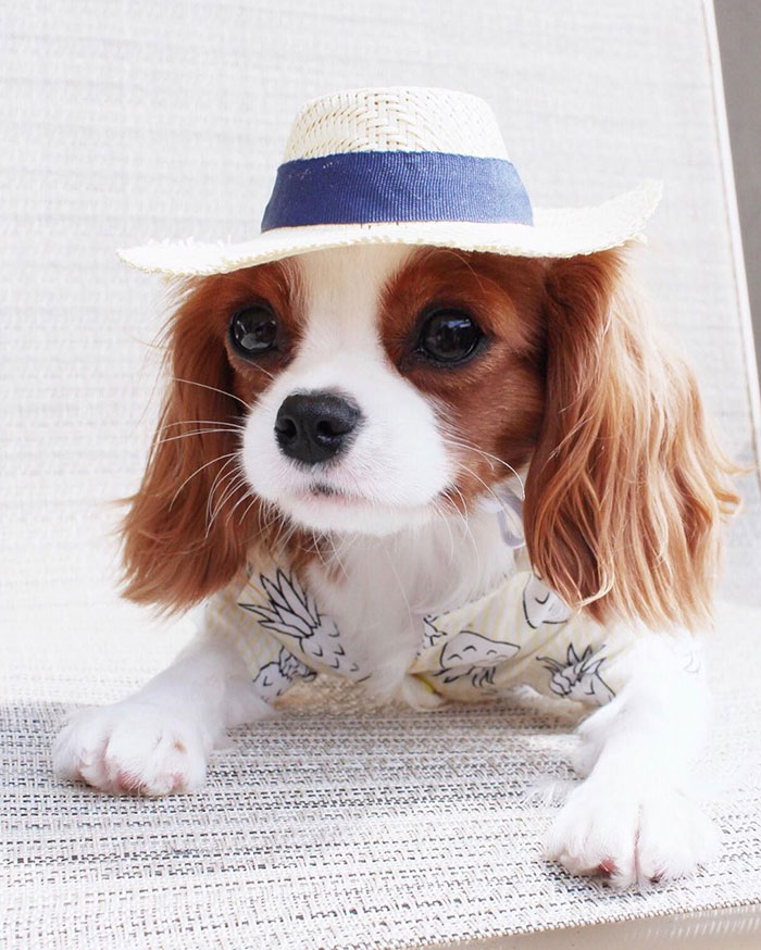 Tiniest-Cavalier-Puppy-Nessa