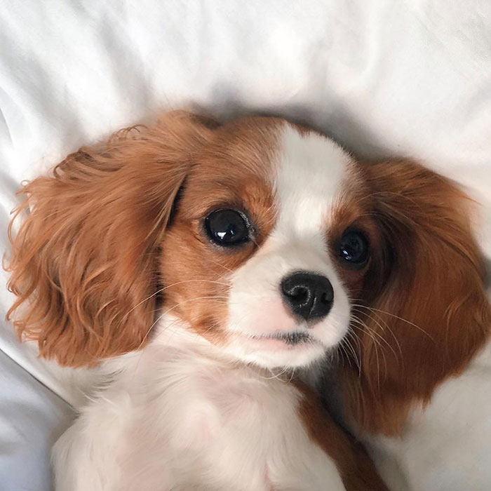 Tiniest-Cavalier-Puppy-Nessa