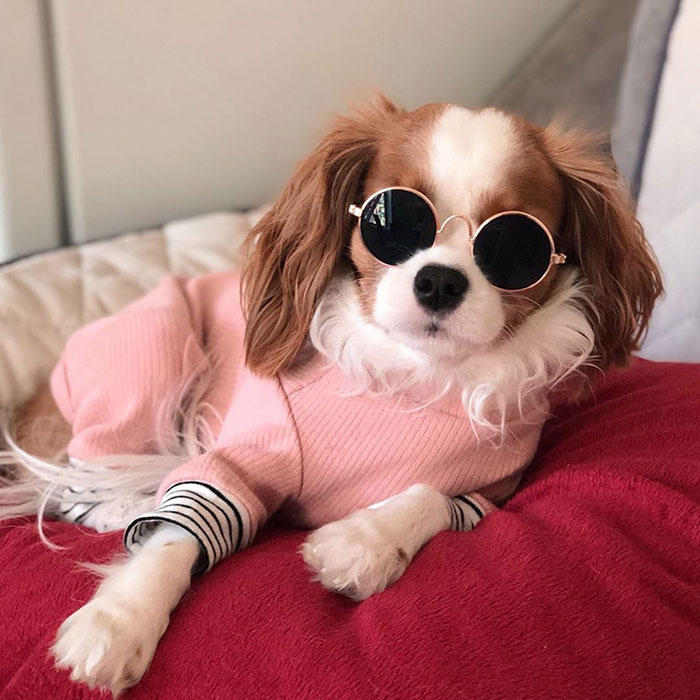 Tiniest-Cavalier-Puppy-Nessa