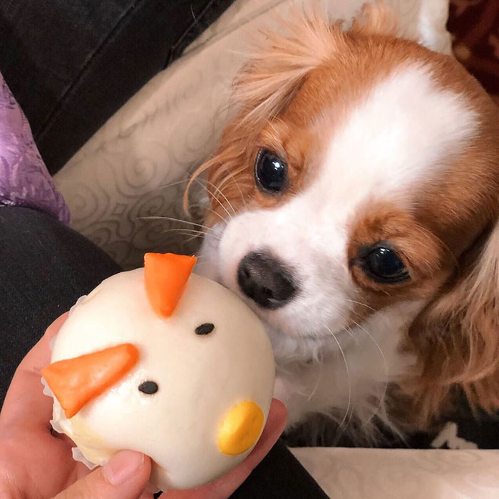 Tiniest-Cavalier-Puppy-Nessa