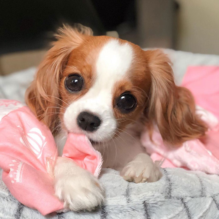 Tiniest-Cavalier-Puppy-Nessa