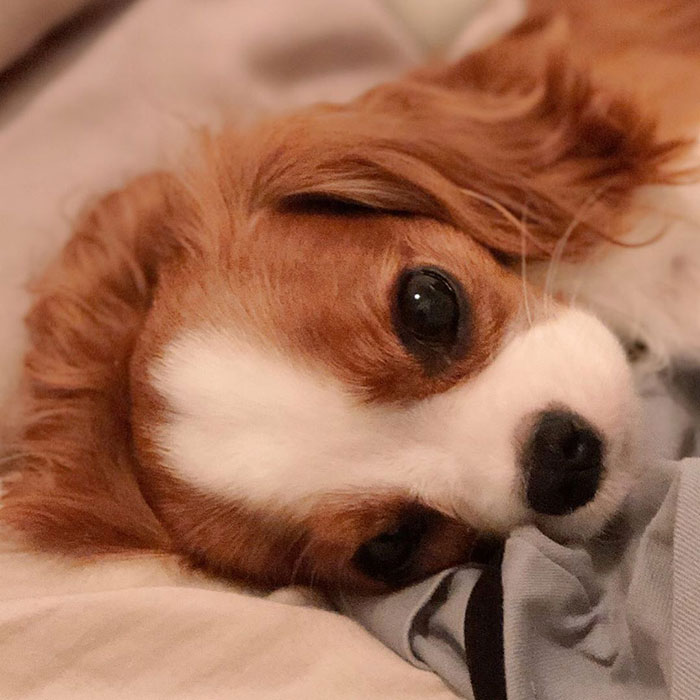 Tiniest-Cavalier-Puppy-Nessa