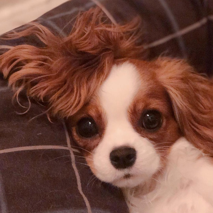 Tiniest-Cavalier-Puppy-Nessa