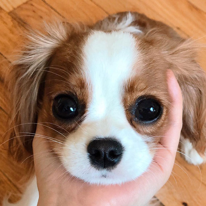 Tiniest-Cavalier-Puppy-Nessa