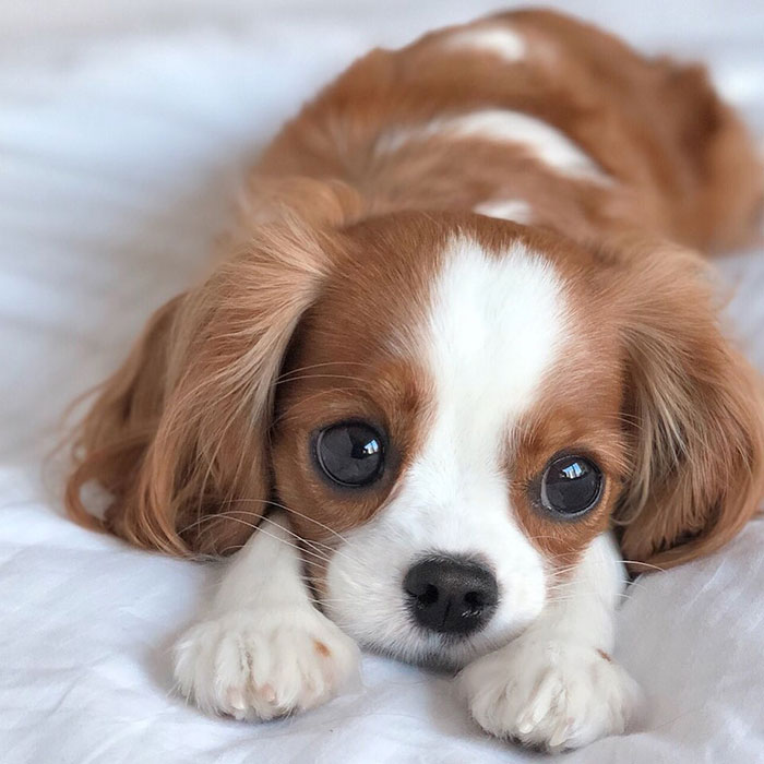 Tiniest-Cavalier-Puppy-Nessa