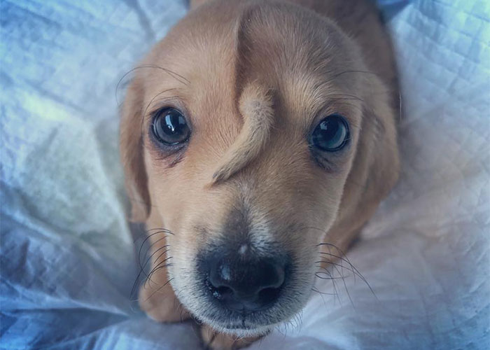 This Rescue Puppy Has A Tail Growing Out Of His Forehead