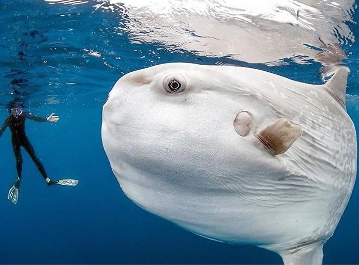People Are Hysterical Over A Viral Sunfish Rant On Facebook People Are Hysterical Over A Viral Sunfish Rant On Facebook