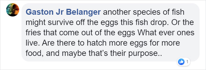 People Are Hysterical Over A Viral Sunfish Rant On Facebook