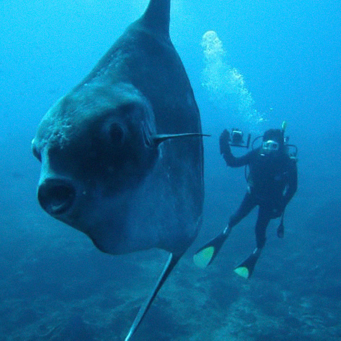 People Are Hysterical Over A Viral Sunfish Rant On Facebook
