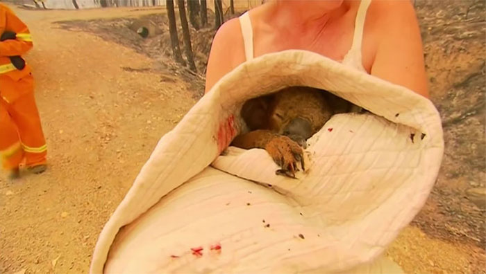 Woman Saves A Scorched And Screaming Koala With The Shirt Off Her Own Back Woman Saves A Scorched And Screaming Koala With The Shirt Off Her Own Back