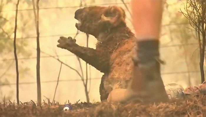 Woman Saves A Scorched And Screaming Koala With The Shirt Off Her Own Back Woman Saves A Scorched And Screaming Koala With The Shirt Off Her Own Back