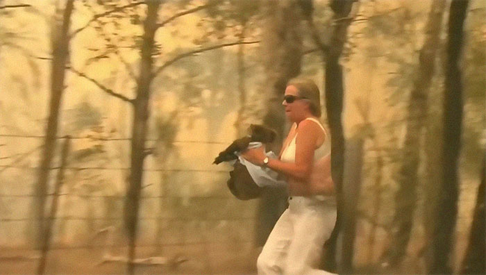 Woman Saves A Scorched And Screaming Koala With The Shirt Off Her Own Back Woman Saves A Scorched And Screaming Koala With The Shirt Off Her Own Back