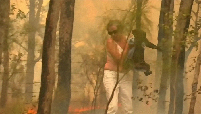 Woman Saves A Scorched And Screaming Koala With The Shirt Off Her Own Back Woman Saves A Scorched And Screaming Koala With The Shirt Off Her Own Back