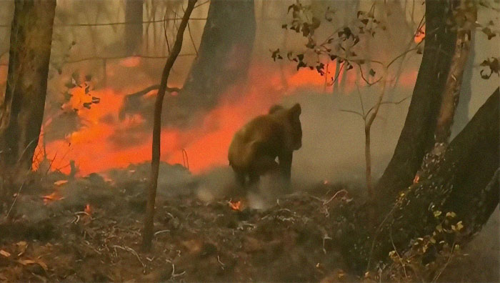 Woman Saves A Scorched And Screaming Koala With The Shirt Off Her Own Back Woman Saves A Scorched And Screaming Koala With The Shirt Off Her Own Back