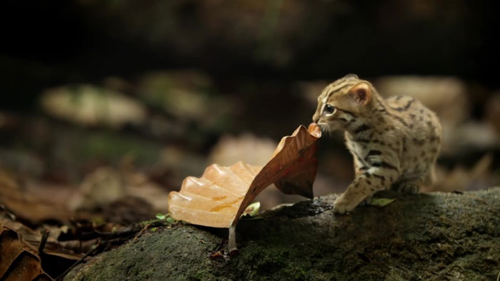 This Is The World's Tiniest Wild Cat, And It Might Be The Cutest Thing You'll See Today This Is The World's Tiniest Wild Cat, And It Might Be The Cutest Thing You'll See Today