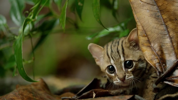 This Is The World's Tiniest Wild Cat, And It Might Be The Cutest Thing You'll See Today This Is The World's Tiniest Wild Cat, And It Might Be The Cutest Thing You'll See Today