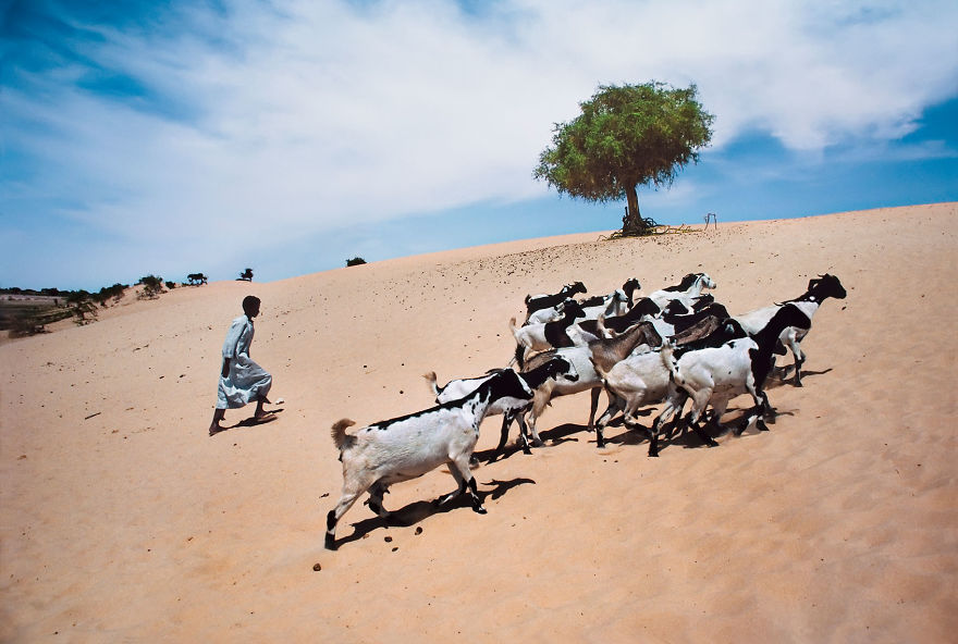 The Special Bond Between Humans And Animals Portrayed By Steve Mccurry