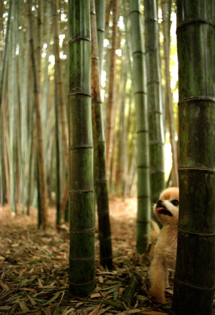 I Photograph Cuteness For A Cause