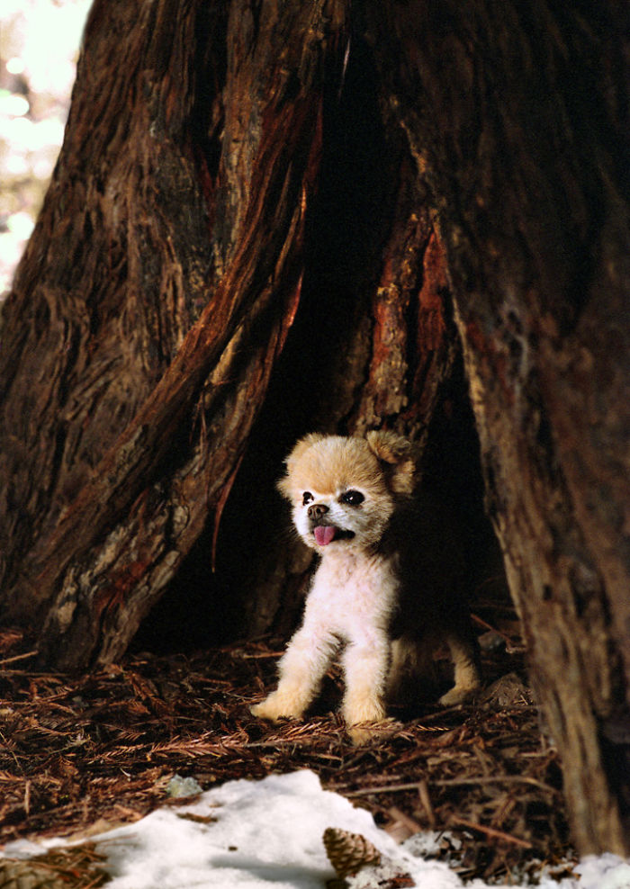 I Photograph Cuteness For A Cause