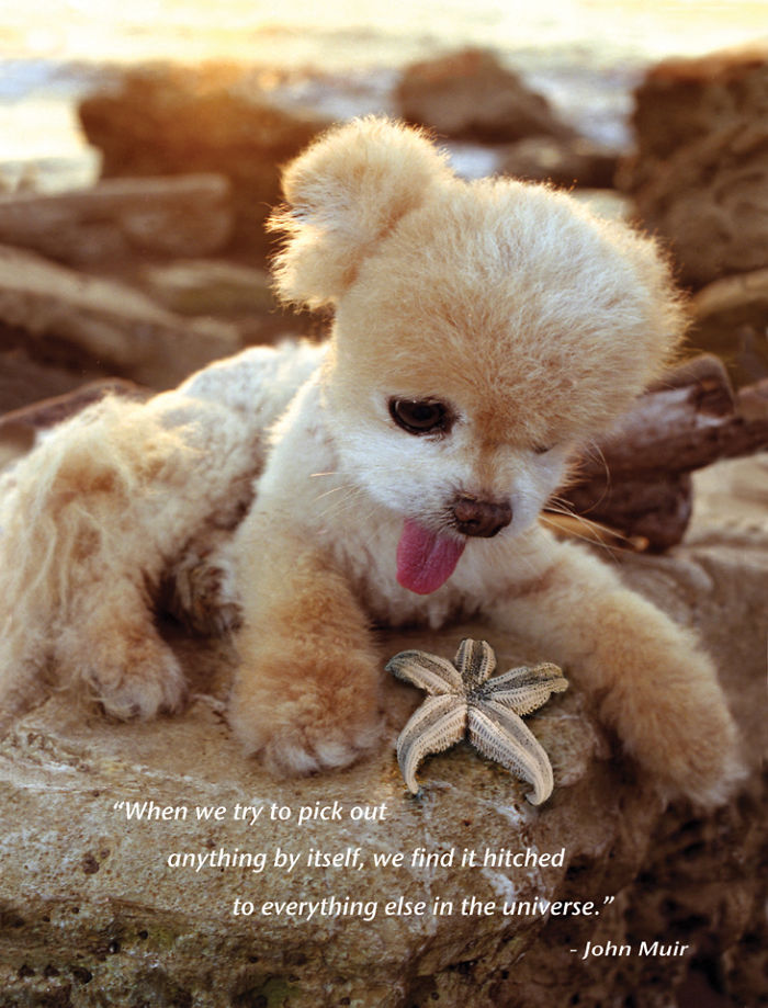 I Photograph Cuteness For A Cause