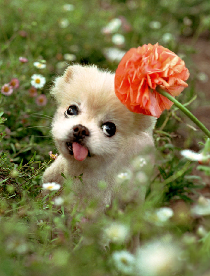 I Photograph Cuteness For A Cause