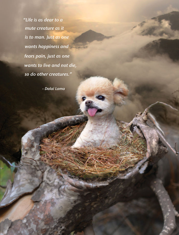 I Photograph Cuteness For A Cause