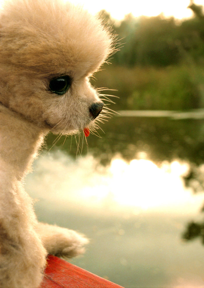 I Photograph Cuteness For A Cause