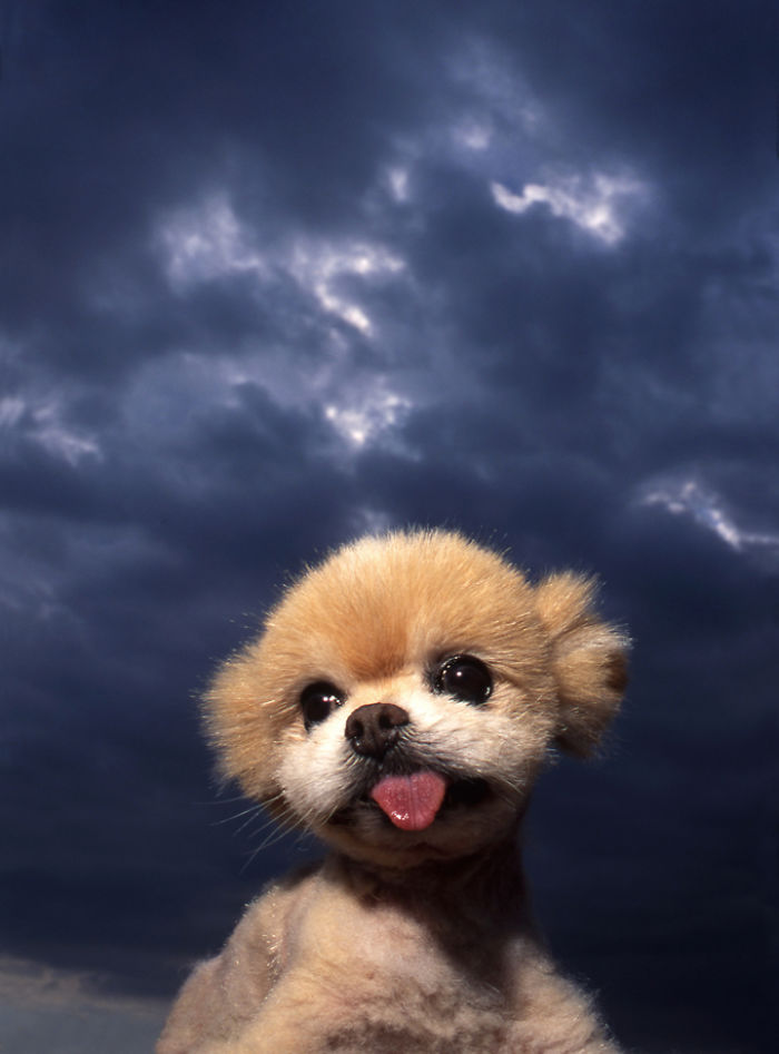 I Photograph Cuteness For A Cause