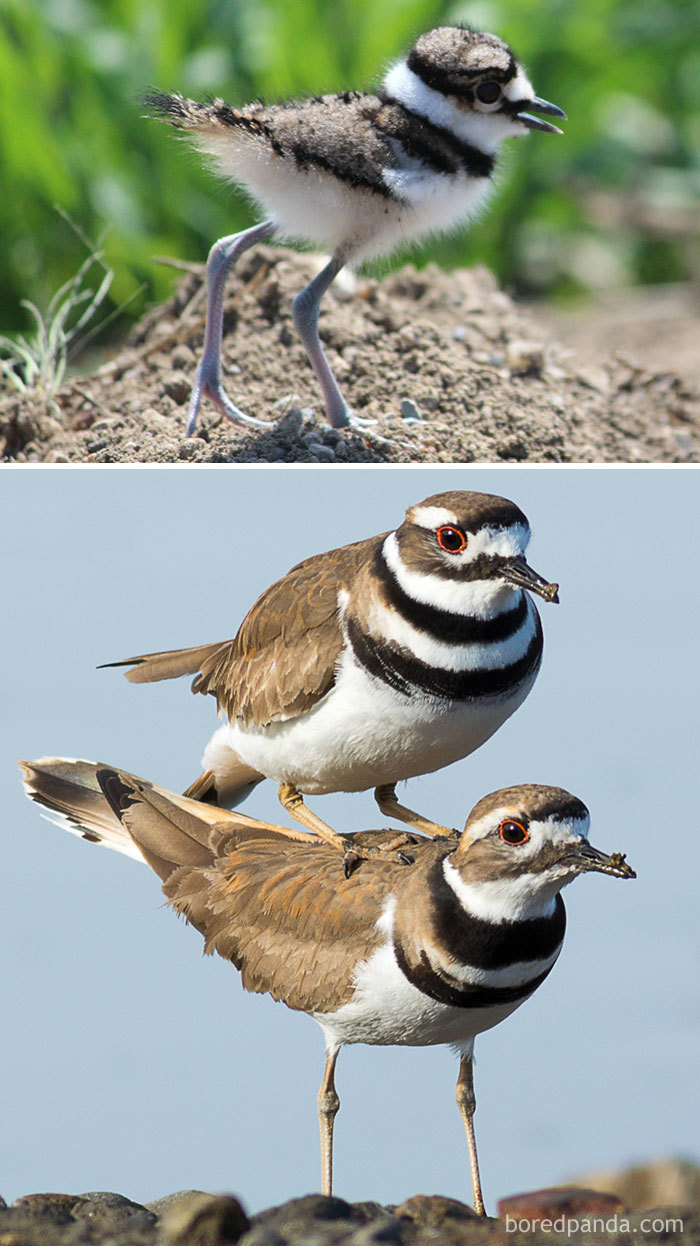 Killdeer