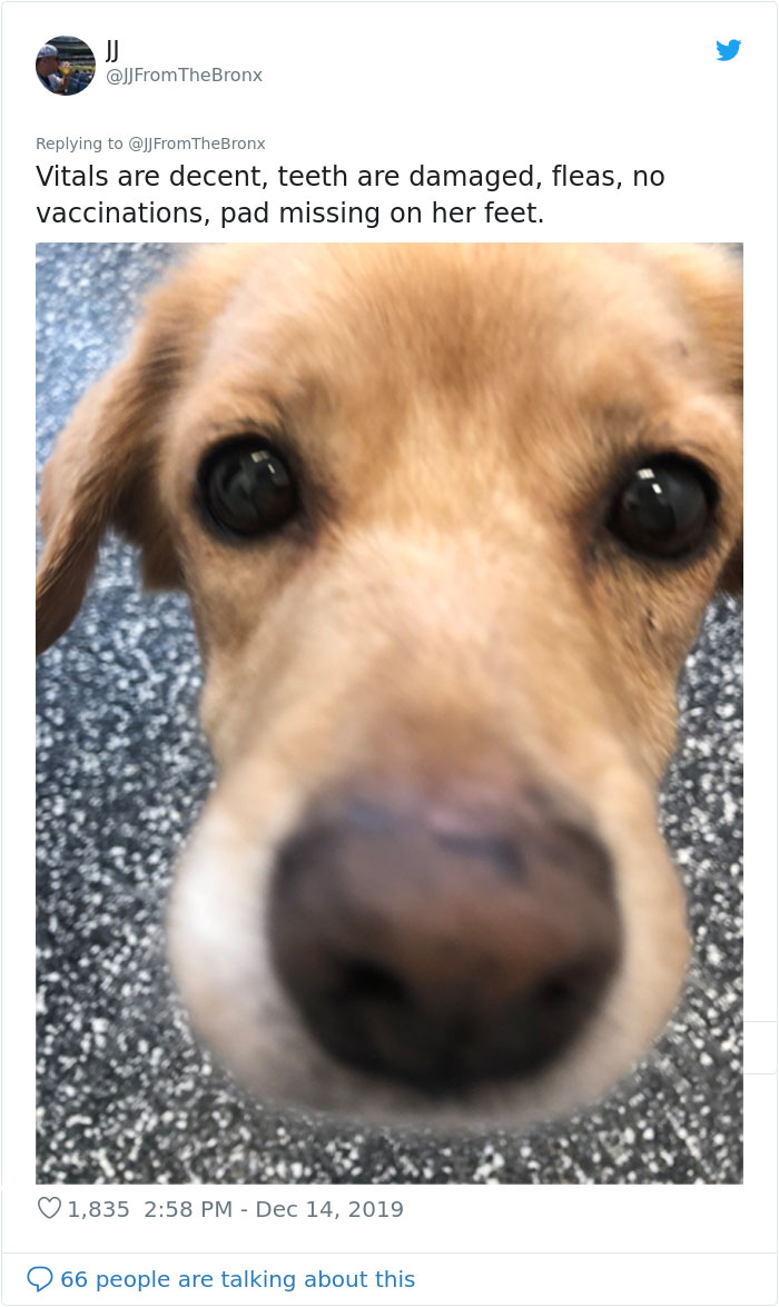 Guy Accidentally Leaves His Front Door Open, Gets 'Chosen' By A Stray Dog Who Walked In At Night Guy Accidentally Leaves His Front Door Open, Gets 'Chosen' By A Stray Dog Who Walked In At Night