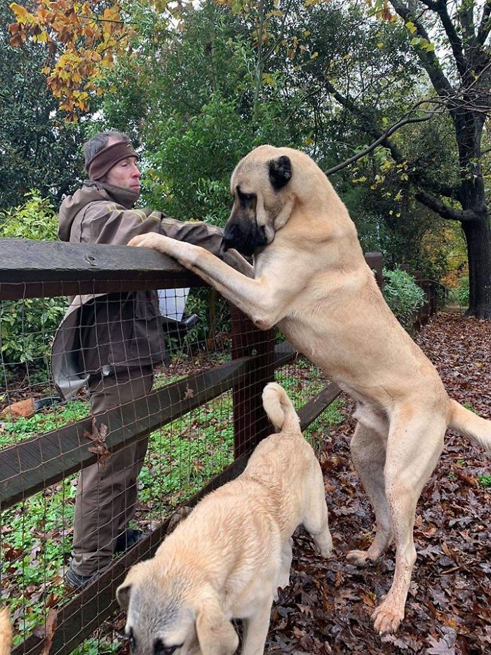 UPS-Drivers-Meets-Animals-Dogs