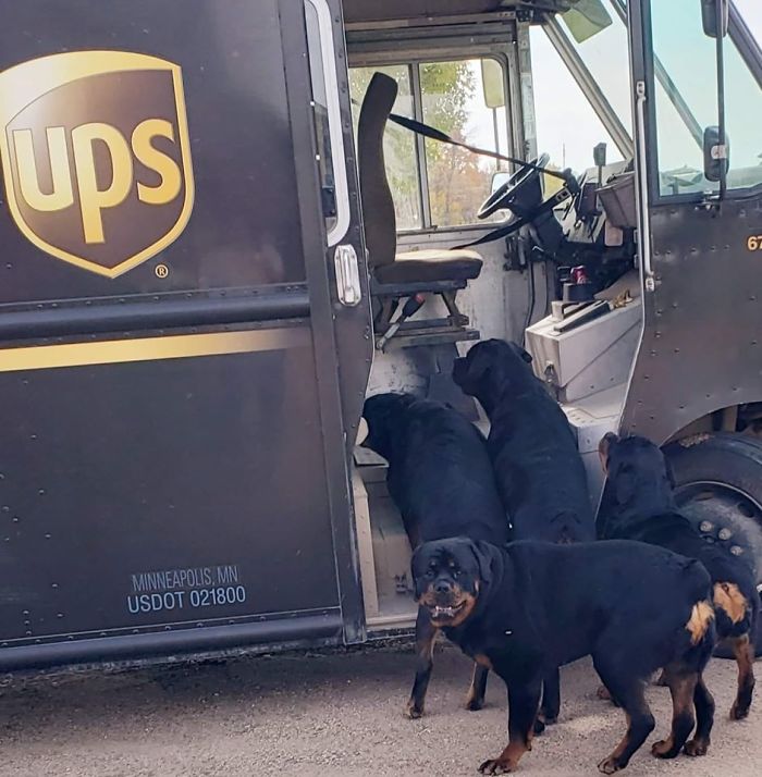 UPS-Drivers-Meets-Animals-Dogs