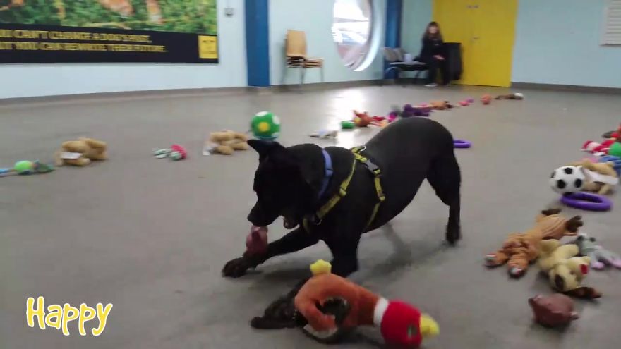 35 Dogs Were Allowed To Pick Their Own Christmas Gifts At Animal Shelter, And Here's What Happened 35 Dogs Were Allowed To Pick Their Own Christmas Gifts At Animal Shelter, And Here's What Happened