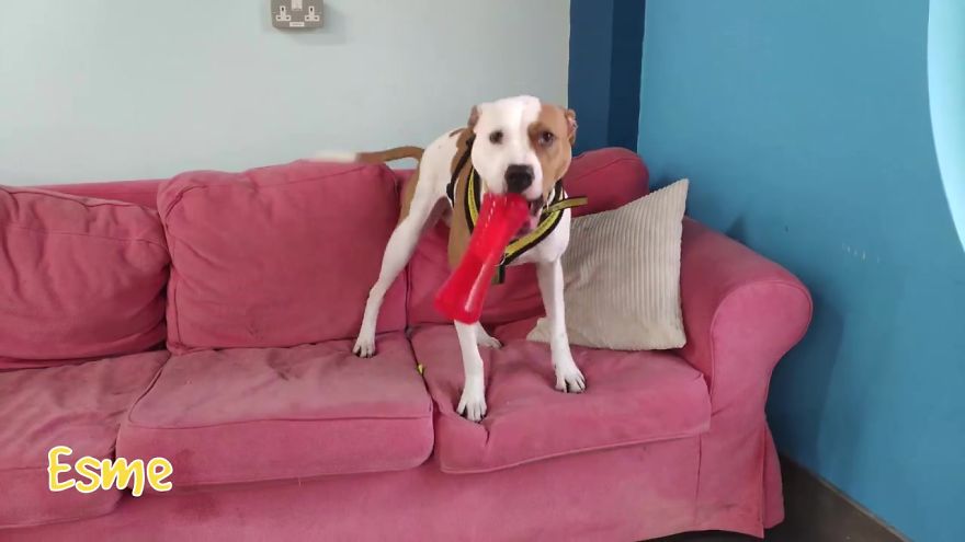 35 Dogs Were Allowed To Pick Their Own Christmas Gifts At Animal Shelter, And Here's What Happened 35 Dogs Were Allowed To Pick Their Own Christmas Gifts At Animal Shelter, And Here's What Happened