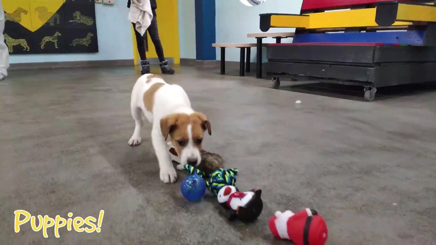 35 Dogs Were Allowed To Pick Their Own Christmas Gifts At Animal Shelter, And Here's What Happened 35 Dogs Were Allowed To Pick Their Own Christmas Gifts At Animal Shelter, And Here's What Happened