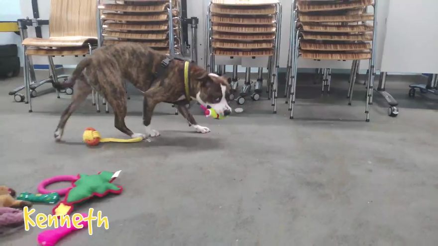 35 Dogs Were Allowed To Pick Their Own Christmas Gifts At Animal Shelter, And Here's What Happened 35 Dogs Were Allowed To Pick Their Own Christmas Gifts At Animal Shelter, And Here's What Happened