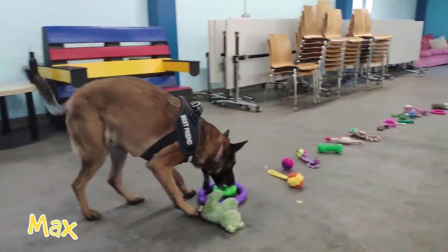 35 Dogs Were Allowed To Pick Their Own Christmas Gifts At Animal Shelter, And Here's What Happened 35 Dogs Were Allowed To Pick Their Own Christmas Gifts At Animal Shelter, And Here's What Happened