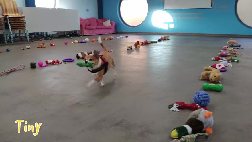 35 Dogs Were Allowed To Pick Their Own Christmas Gifts At Animal Shelter, And Here's What Happened 35 Dogs Were Allowed To Pick Their Own Christmas Gifts At Animal Shelter, And Here's What Happened