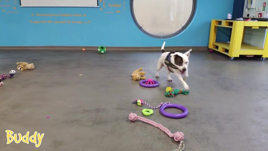 35 Dogs Were Allowed To Pick Their Own Christmas Gifts At Animal Shelter, And Here's What Happened 35 Dogs Were Allowed To Pick Their Own Christmas Gifts At Animal Shelter, And Here's What Happened