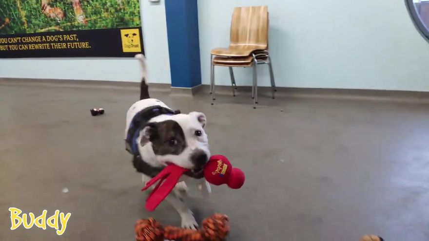 35 Dogs Were Allowed To Pick Their Own Christmas Gifts At Animal Shelter, And Here's What Happened 35 Dogs Were Allowed To Pick Their Own Christmas Gifts At Animal Shelter, And Here's What Happened